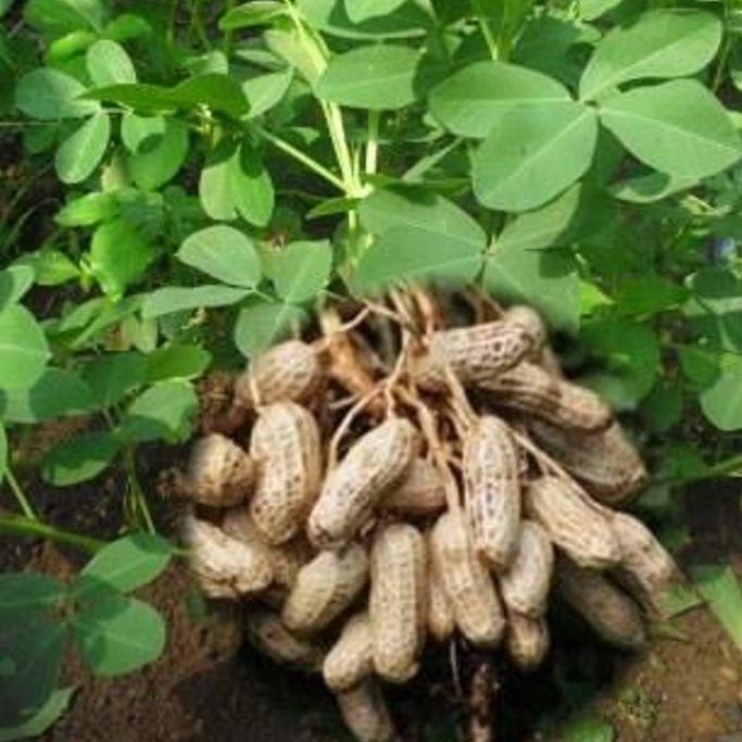 Rabbit_House23 Tamtam Benih Kacang Tanah Hibrida F1 Kulit Merah 1 Kg Kemasan Ekonomis Hasil Maksimal