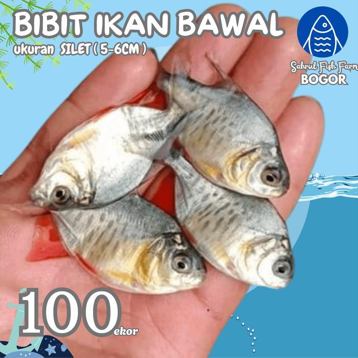 SFFB 100ekor Bibit Paket 100 Ekor Bibit Ikan Bawal Air Tawar Ukuran Silet 5-6 cm 100ekor Bibit Ikan 