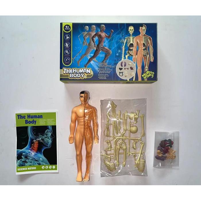 ` HUMAN BODY ANATOMY MODEL - MAINAN DOKTER - MAINAN TENGKORAK - HUMAN ORGANS - Mainan edukasi