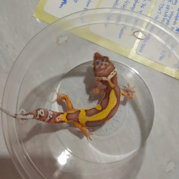 Promo Leopard Gecko Anakan, Baby Free Kalsium, Acak /Random Termurah