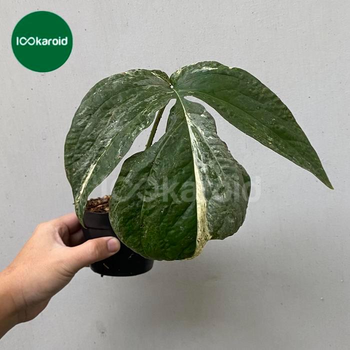 Tanaman Hias Amydrium Zippelianum Variegata / Amydrium Varigata