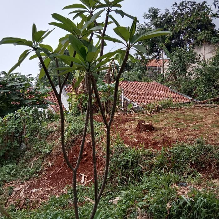 pohon kamboja kuning tinggi 2 meter