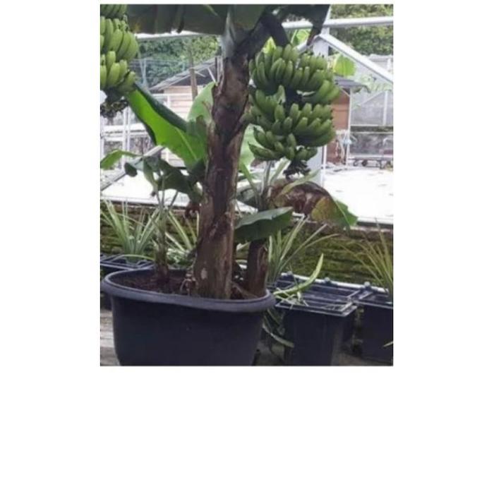 bibit pisang brazil pendek berbuah