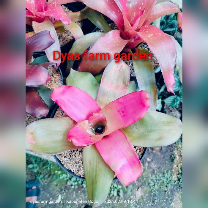 tanaman hias bromelia pink grass