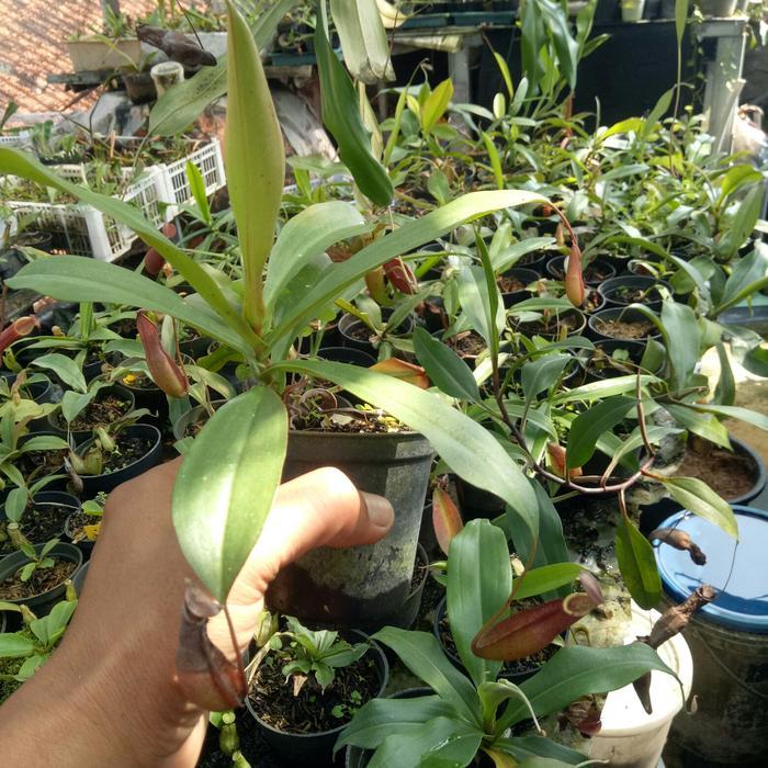 mirabilis x northiana )x raflesiana/ntong semar/nepenthes/tanaman buas