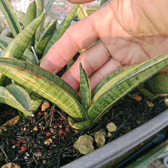 sansevieria marsha anjani varigata