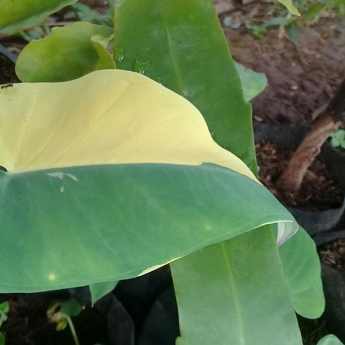 tanaman hias lompong varigata