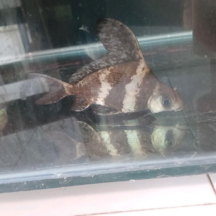 CHINESE HIGH FIN CHF TANKMATE