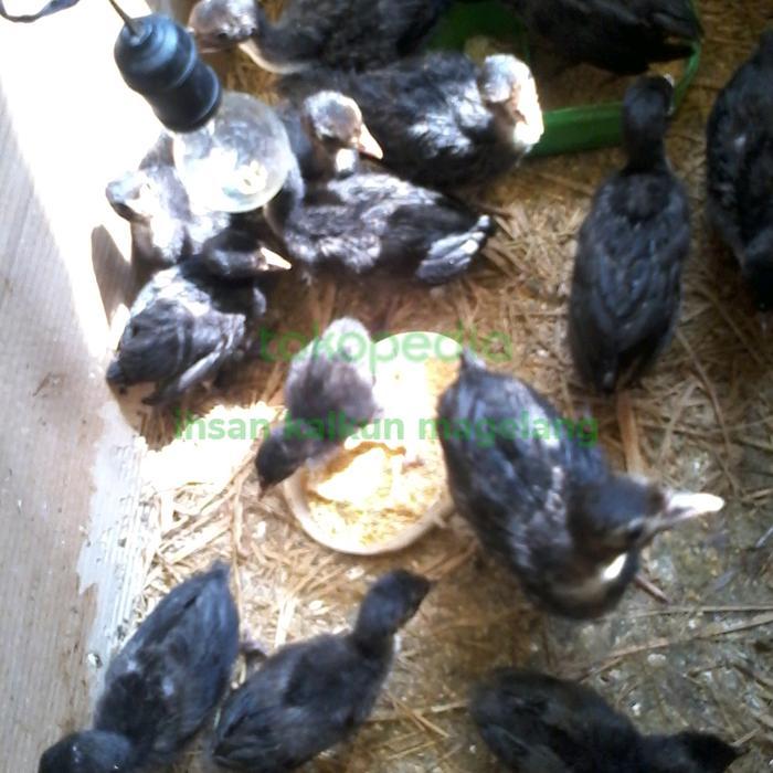 anakan kalkun black spanish usia 2 minggu