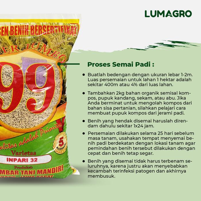 Rabbit_House23 Benih Padi Inpari 32 Subang 99 5Kg Bibit Pari Super Jumbo Tahan Wereng Dan Hawar Daun