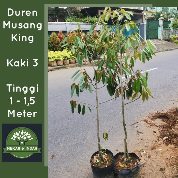 bibit pohon duren Musangking, tanaman duren Musangking, duren bawor