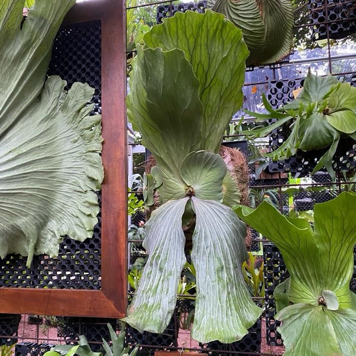 Platycerium elephantotis silver angolense indukan sesuai foto