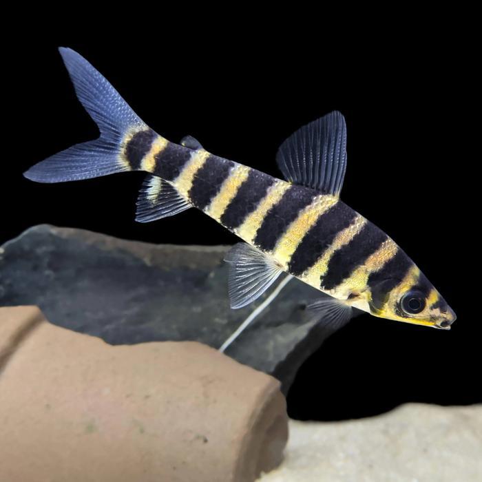 Ikan Kaos Kaki Leporinus Fasciatus - Ukuran 5 cm