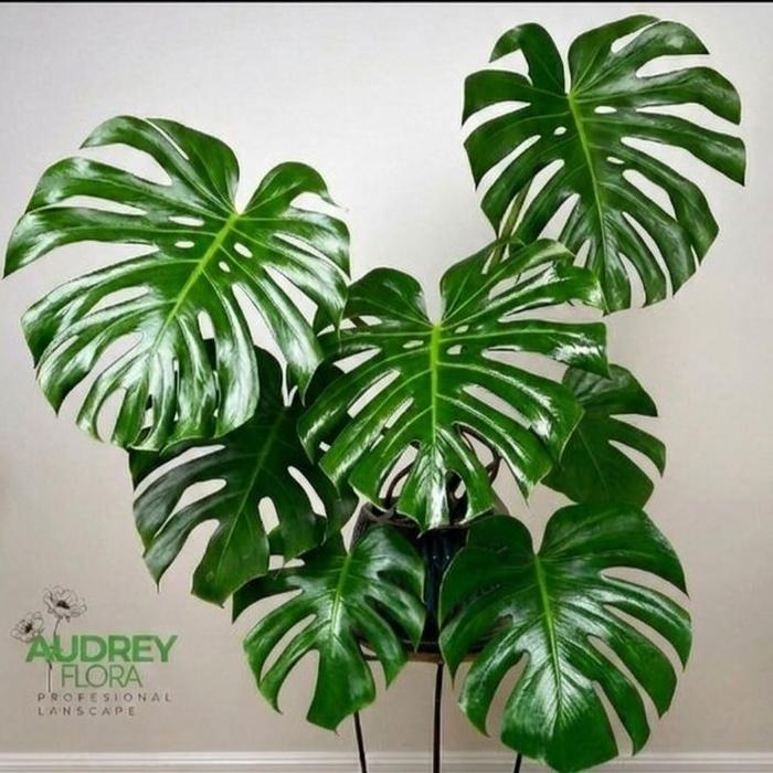 Tanaman Hias Monstera - Tanaman monstera monstera brazilian - monstera borsgiana - tanaman air -