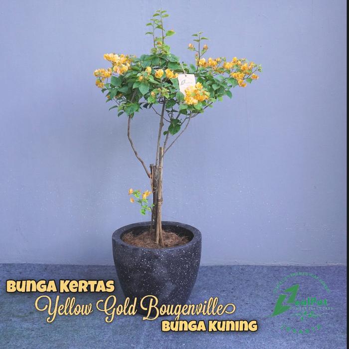 Tanaman Hias Bougenville Kuning Keemasan dalam Pot Semen Teraso untuk Pekarangan