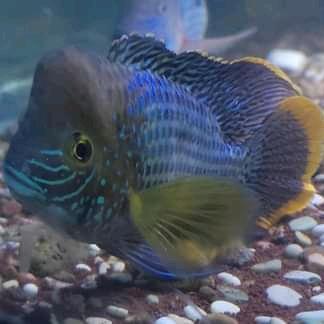 ikan cichlid green teror ukuran 10cm hiasan aquarium
