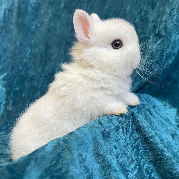 kelinci mini netherland dwarf BEW junior
