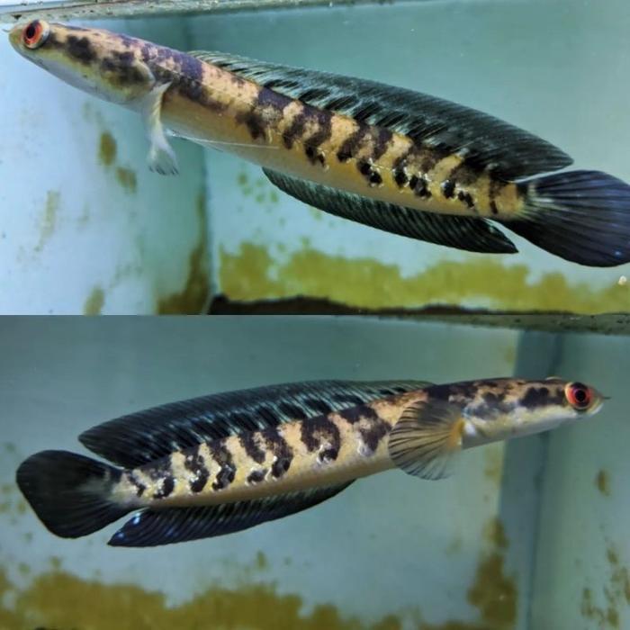 Maru Yellow sentarum/ Maru Ys size 20-23cm ikan hias air tawar