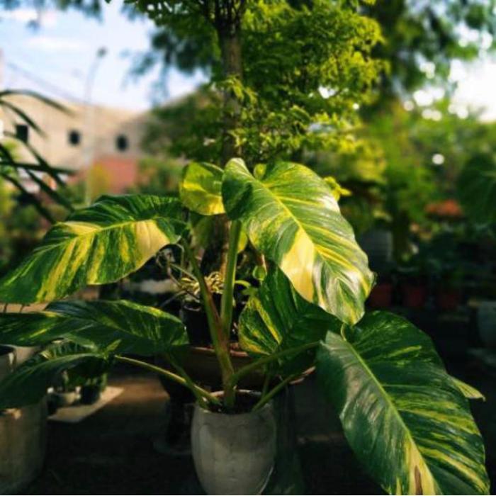 Tanaman Hias Sirih Gading Belanda Variegata Daun Jumbo - Epipremnum Aureum