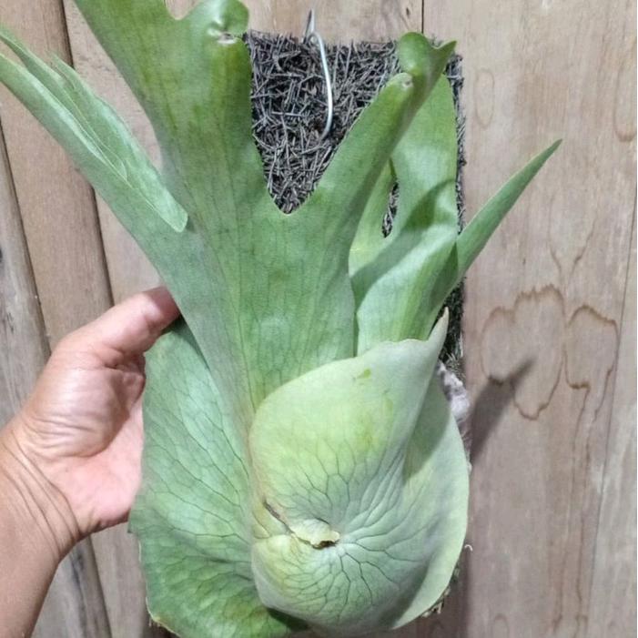 Platycerium Wandae Simbar Papua