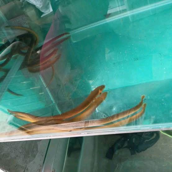 Camilan Ikan Reed untuk Umpan Ikan Hias Palmas Tali Ukuran 23-25 cm