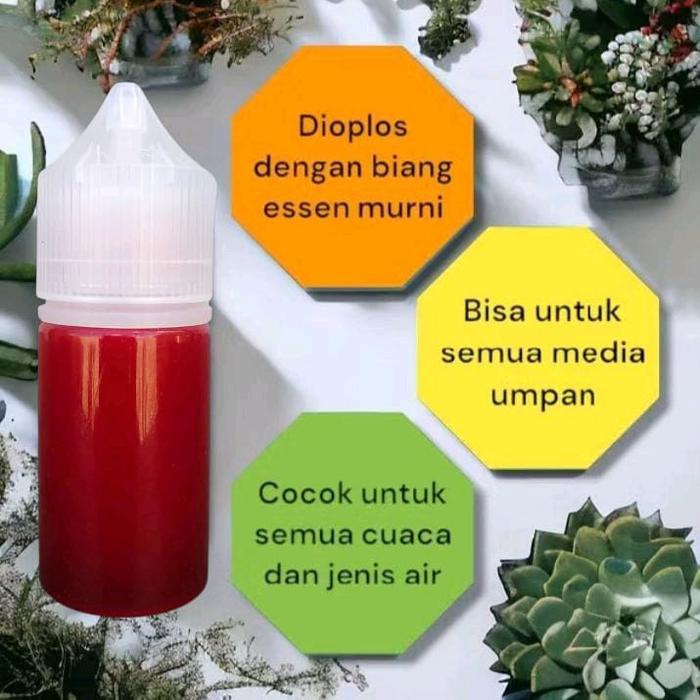 ESSEN IKAN MAS STROBERI KAMPER UMPAN IKAN MAS PALING GACOR PANCING