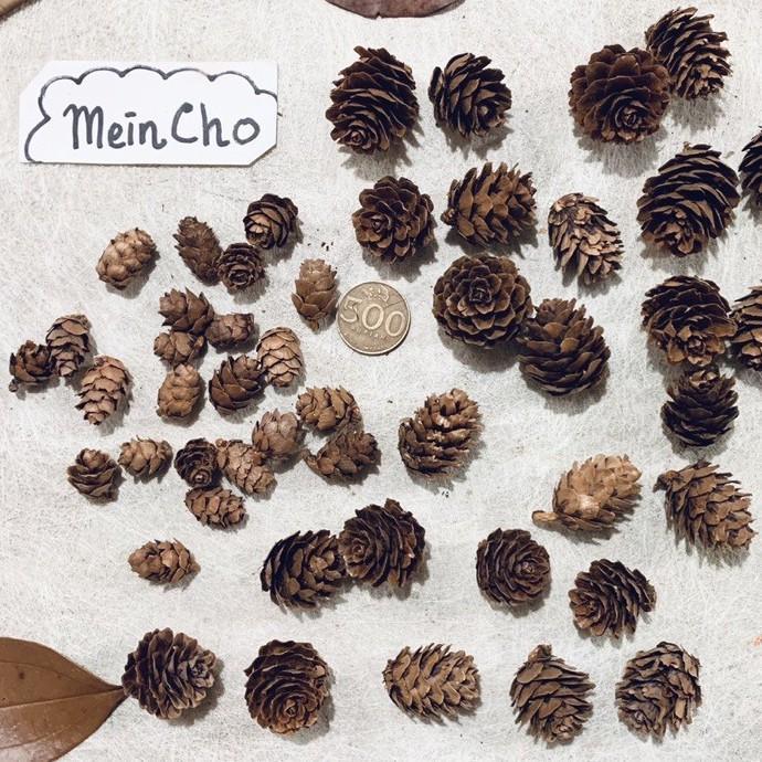 Biji Pinus Buah Pinus Buah Cemara Biji Cemara Pine Cone MINI (3 biji)