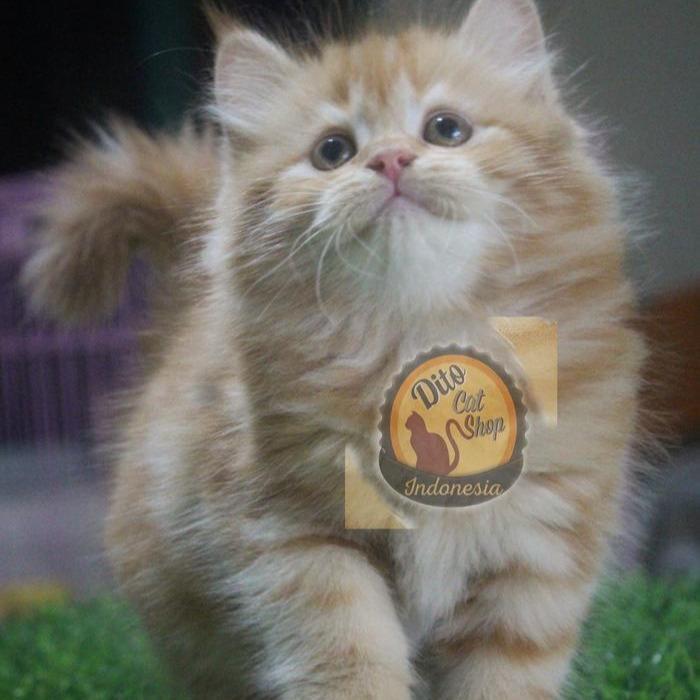 Kucing Anggora Persia Himalaya Ragdoll Munchkin Peaknose - gemoy, gemoy