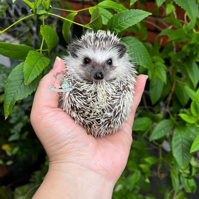 landak mini lamin hedgehog landak susu salt papper charcoal albino
