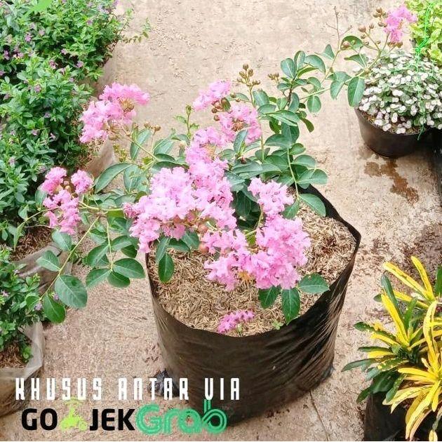 Tanaman hias / bunga sakura pink / sakura lokal