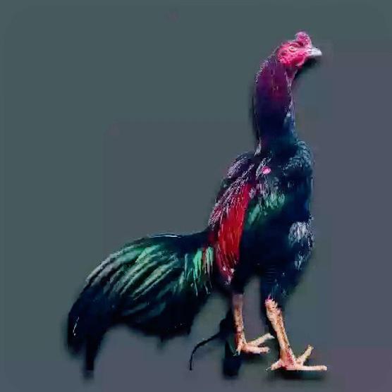 DISKON Jago Pakoy/Kuat/brakot/Brutal/nyali full/usia 10bulan