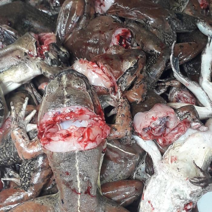 BISA COD kodok sawah super jumbo fres
