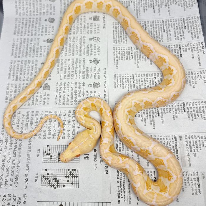 reticulatus albino amelanistic / retic albino amel