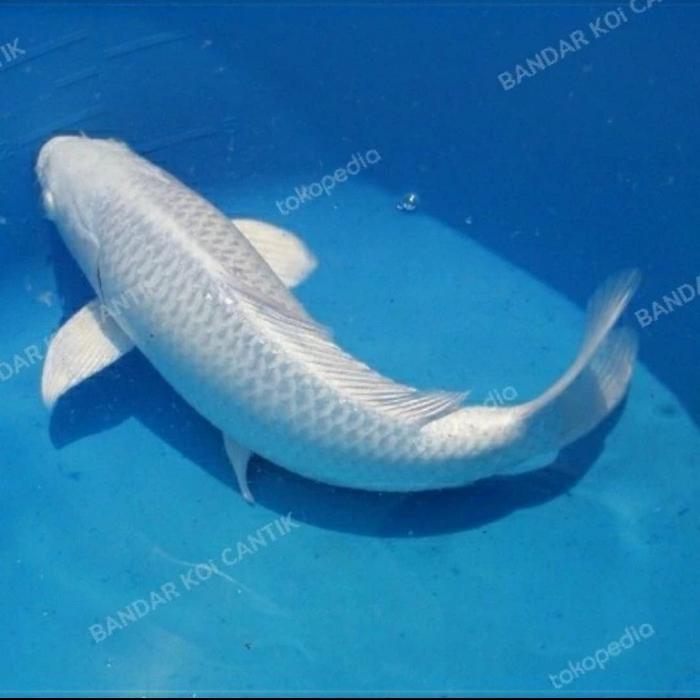 ikan koi 20-23cm ogon platinum hiasan kolam rumah