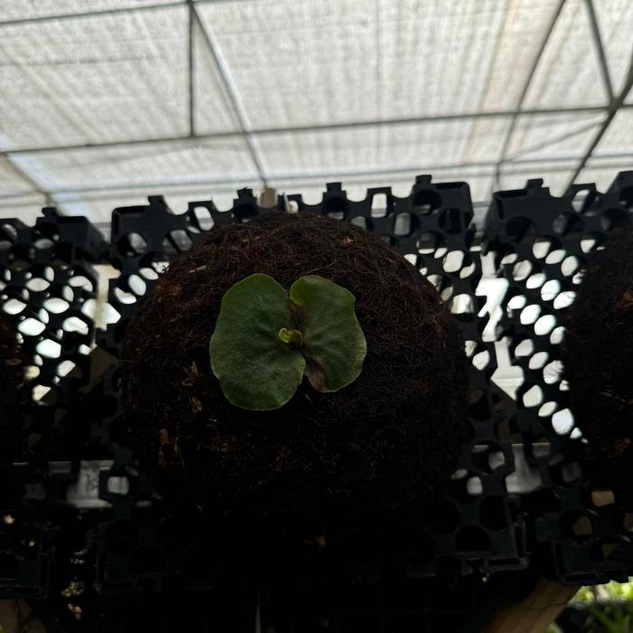 platycerium erawan baby rawatan