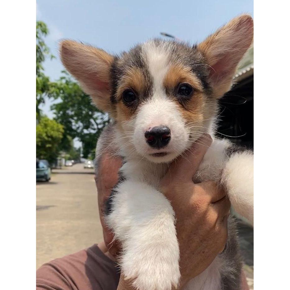 Dijual Puppy/Anakan Anjing Pembroke Welsh Corgi Male Jantan Berkualitas Hitam Putih Coklat Tri Color