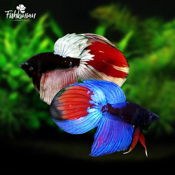 Ikan Cupang Veiltail Avatar Blue Copper Random Thailand Siap Kirim