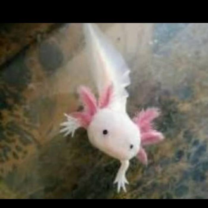 axolotl leucistic mata hitam