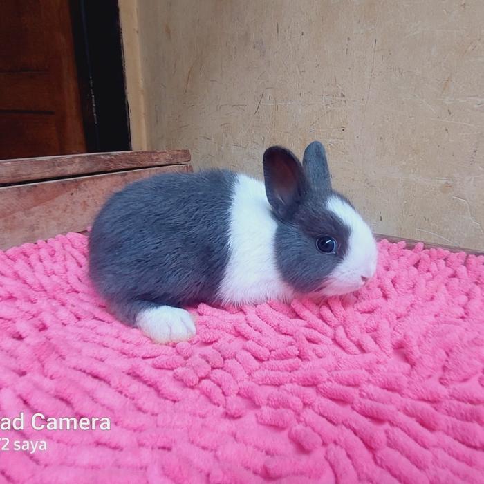 kelinci mini dutch panda junior5k