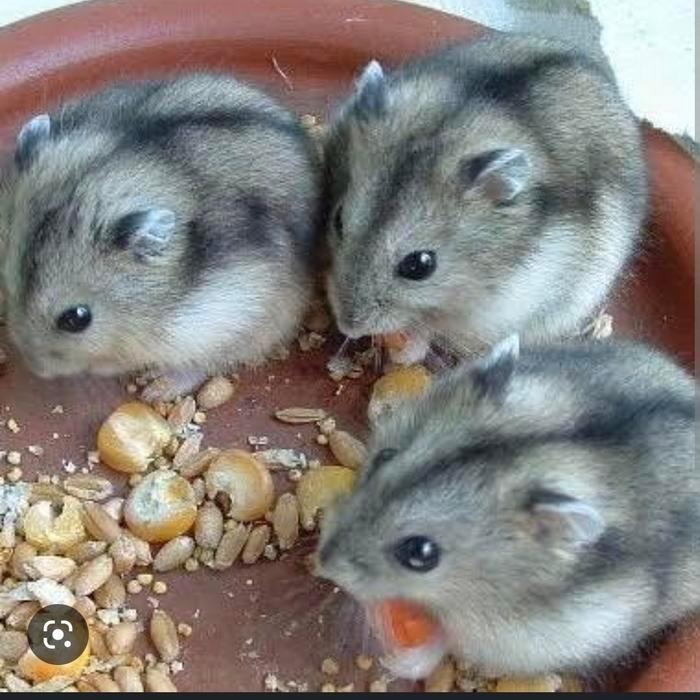 hamster black tiger ( white winter )