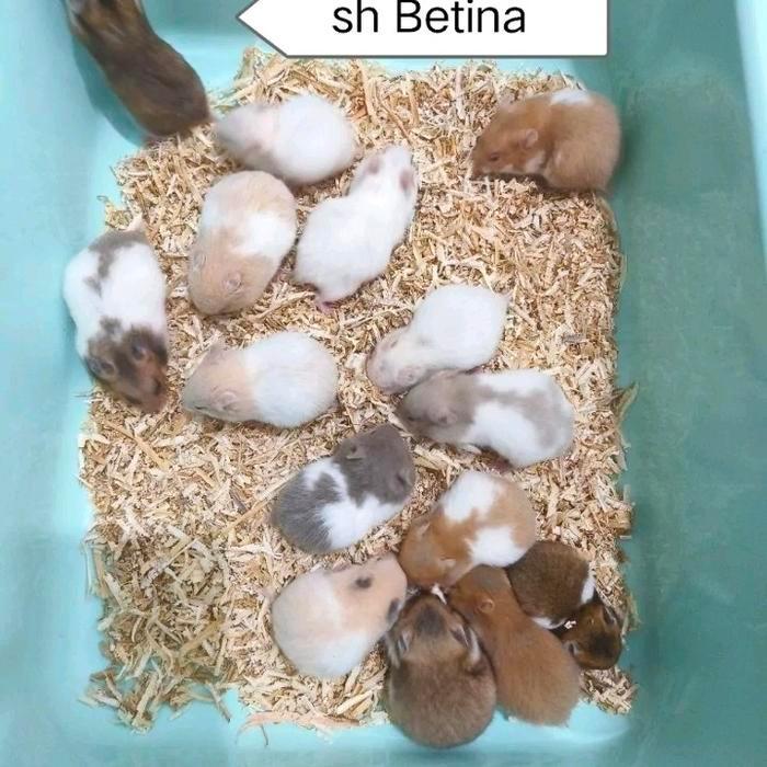 hamster anakan syirian