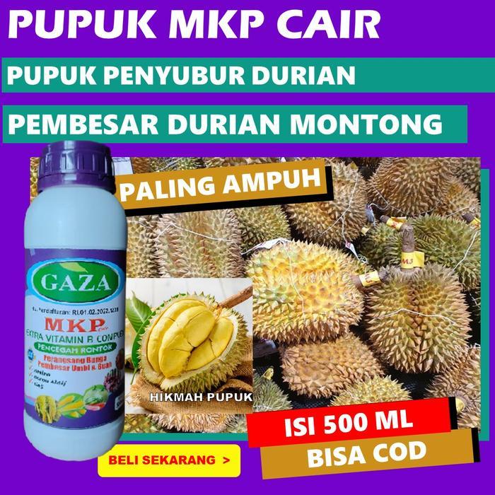 PUPUK MKP CAIR BUAH DURIAN BIAR BERBUAH BANYAK MKP CAIR GAZA Pupuk Buah Durian Paling Bagus