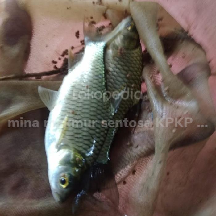 paket bibit ikan tawes isi 50 ekor ukuran -+2 jari