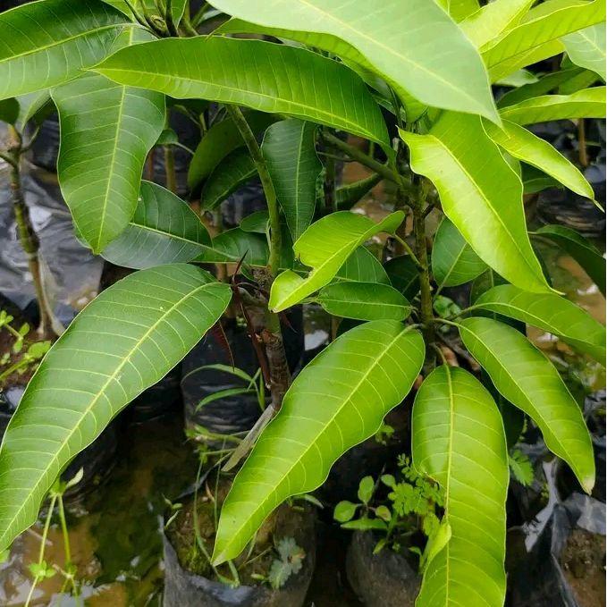 Moonieshopline Bibit Mangga Chokanan Okulasi Bibit Mangga Chokanan Madu