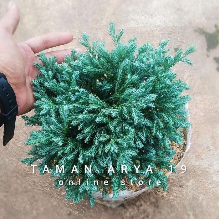 Tanaman Hias Cemara Perak Ukuran Besar untuk Taman Outdoor