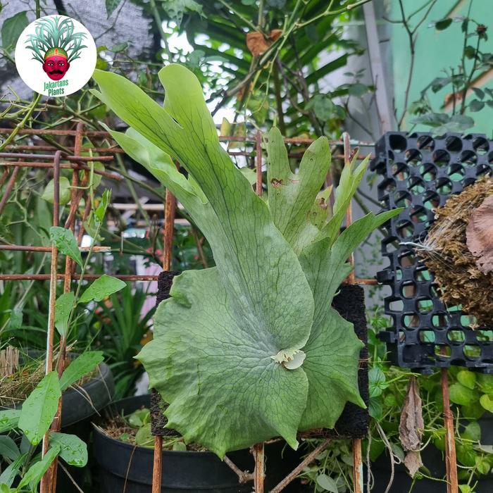 Platycerium Wandae Papua Baby