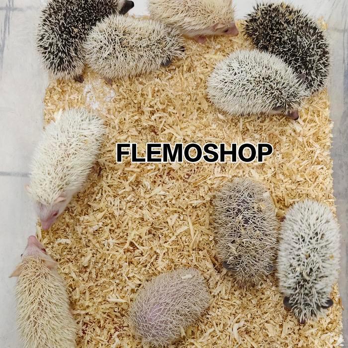 Anakan Landak Mini/Hedgehog