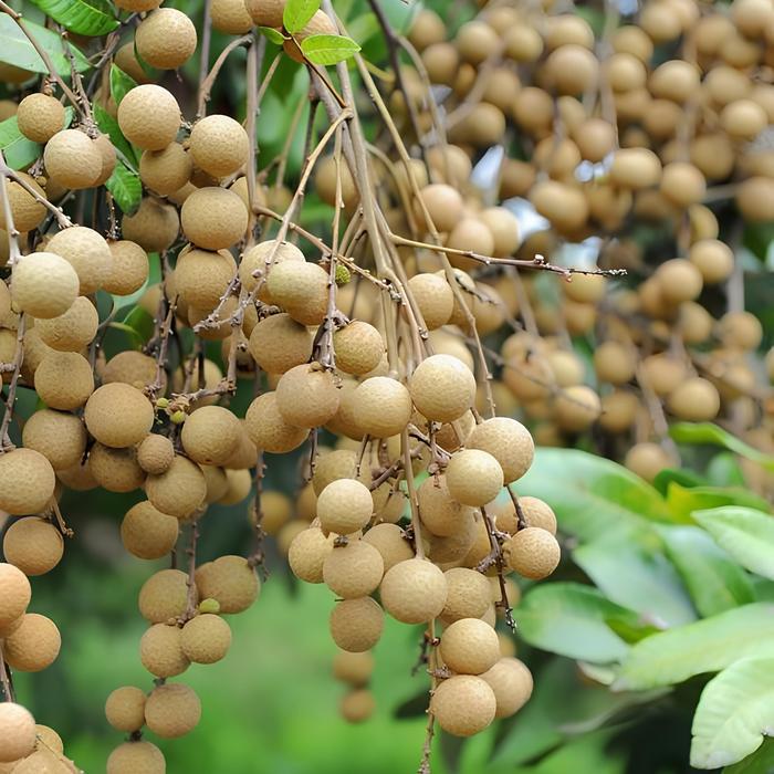 Josjismatt_ Booster Cair Kelengkeng Melebatkan Buah Maksimal 100Ml - King Booster