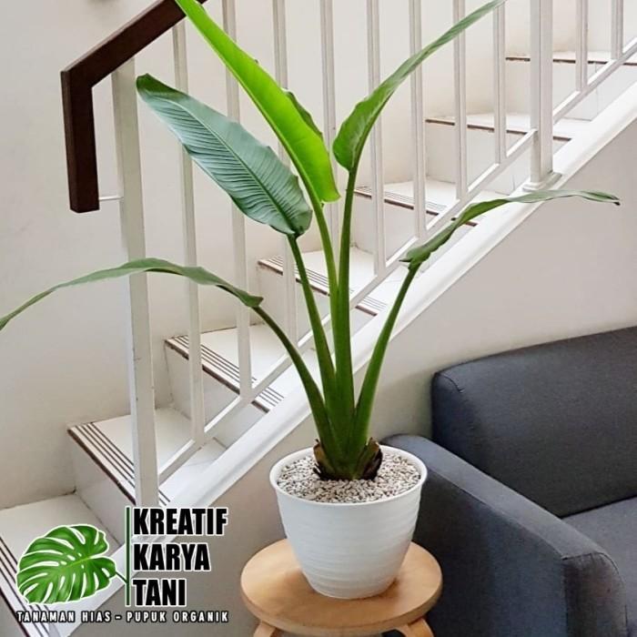 Tanaman hias pisang kipas / Tanaman pisang kipas