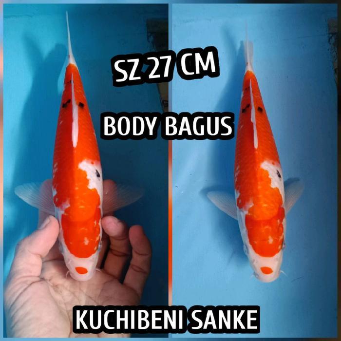 Terlaris Ikan Koi Blitar Sanke Ready Kohaku Showa Chagoi